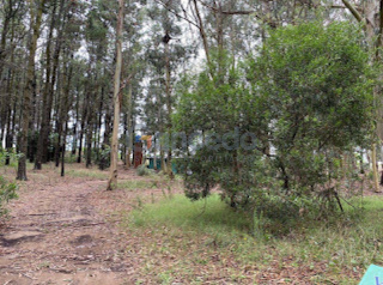 Lote Amplio Mar de las Pampas, Rodeado de Bosque y Cerca de la Playa 